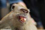 monkey7.jpg