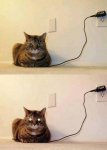 Creepy cat 01.JPG