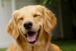 animals-cute-dog-Favim.com-458661_large.jpg