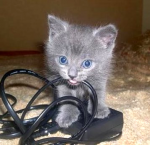 KittenVsInternet.png