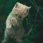 KittenInGrass.jpg