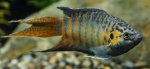 paradise-fish-01.jpg