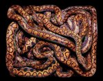 colorful-snakes-16-photos-14.jpg