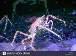 japanese-spider-crab-oregon-coast-aquarium-newport-oregon-B3Y9WF.jpg