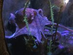 oregon-coast-aquarium-newport-2.jpg