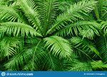 natural-fern-textured-pattern-beautiful-green-leaves-background-ornamental-plant-tropical-rain...jpg
