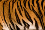zoo9900.jpg