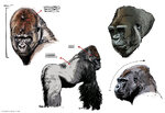 gorilla18.jpg