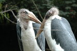 Marabu1.jpg