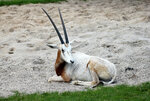 csm_Saebelantilope_5_347ef61b07.jpg