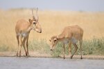 11-12-2017-saiga-antilope-steppe-shutterstock-victor-tyakht-680x453.jpeg