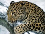 Amurleopard_WWF.jpg