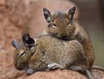 zwei-degus-760x570.jpg
