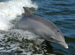Tursiops_truncatus_01-cropped.jpg