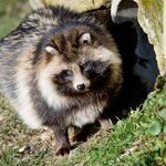 298513653-marderhund-aFCOo7Iqcec.jpg