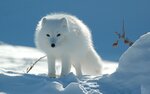 18966_26_polarfuchs_1.jpg