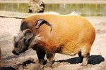 Pinselohrschwein.jpg