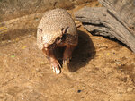1200px-Euphractus_sexcinctus.jpg