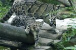 les-trois-pantheres-nebuleuses-nees-a-mulhouse-en-mars-dernier-ont-fait-leur-premiere-sortie-c...jpg
