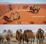 wildcamel.jpg