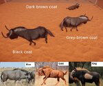 wildcamel.jpg