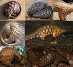 pangolin.jpg