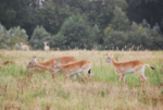 Lechwe and blackbuck.png