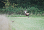 blesbok and pheasant 2.png