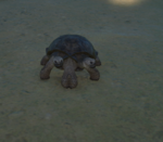 Siamese tortoise.PNG