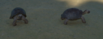 siamese tortoise separation.PNG