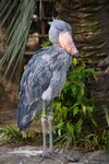 800px-Balaeniceps_rex_-Ueno_Zoo,_Tokyo,_Japan-8a.jpg