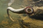 pacific-lamprey-whole-body-620x412.jpg