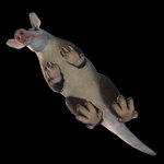 aardvark.jpg
