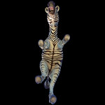 zebra.jpg