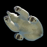 PolarBear.jpg