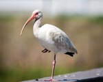 white-ibis-standing-one-foot-pink-bill-blue-eyes-florida-leg-its-showing-off-its-beauty-digita...jpg