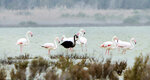 blackflamingo.jpg blackflamingo.jpg