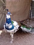 piebaldpeafowl.jpg piebaldpeafowl.jpg