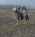 piebaldcamel.jpg piebaldcamel.jpg