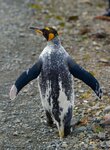 piebaldpenguin.jpg piebaldpenguin.jpg