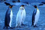 albinopenguin.png albinopenguin.png