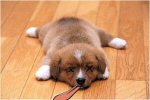 doggy.jpg