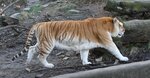 Golden_tiger_3_-_Buffalo_Zoo.jpg