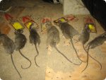 ratkill.jpg
