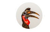 abyssinian ground hornbill.png