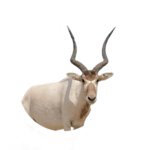 addax.png