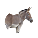 african wild ass.png