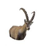 alpine ibex.png