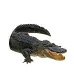 american alligator.png