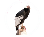 andean condor.png
